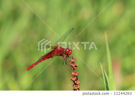 Living thing Insect Shootjob is a bright red but is not a red dragonfly (Akane genus) Living thing Insect Shootjob is a bright red but is not a red dragonfly (Akane genus) 11244263