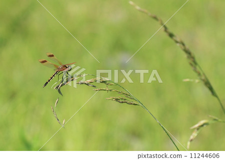 Creatures Insects Coffea Tortochova, a female band shaped with a yellow body and feather strips beautiful. Also known as "Obitimbo" Creatures Insects Coffea Tortochova, a female band shaped with a yellow body and feather strips beautiful. Also known as "Obitimbo" 11244606