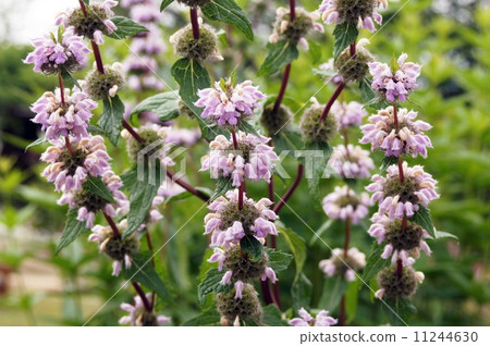 Fromis Herbalbenty Fromis Herbalbenty 11244630