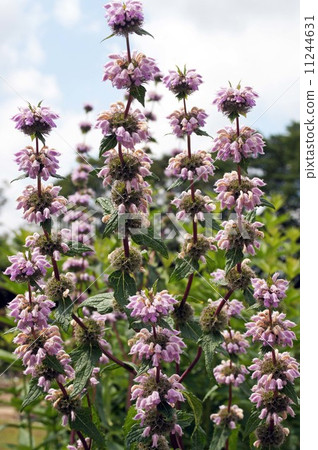 Fromis Herbalbenty 11244631