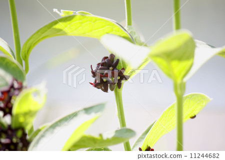 Funabarasou 11244682