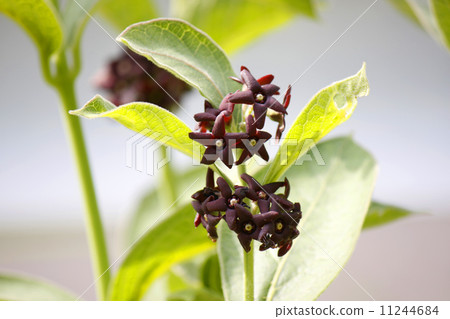 Funabarasou 11244684