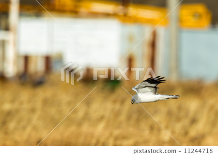 高科技牛1 11244718