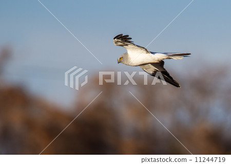 由翻譯提供支持 11244719