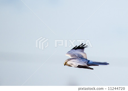 Hay elder chee 3 Hay elder chee 3 11244720