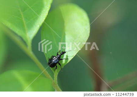 Living things Insects Egothul Crumbs Otsushibumi, female. Are they examining the material of the cradle making? 11244739
