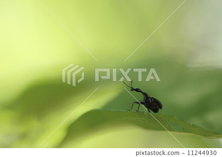 Creatures Insects Egothul Crumbs Otsushibumi, male. It is the figure of the street as the name of Turukbi 11244930