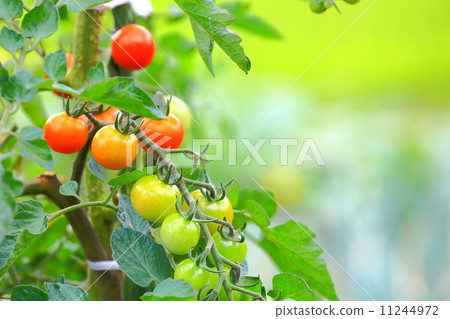 Mini tomatoes color Mini tomatoes color 11244972