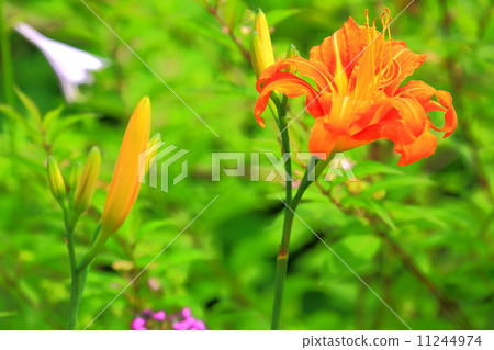 Orange flowers of Yabu orange Orange flowers of Yabu orange 11244974