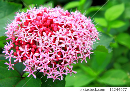 Butterfly red flower 11244977