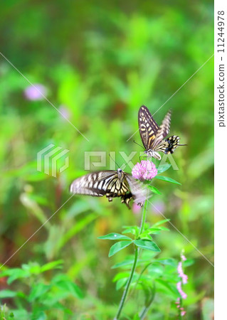 Namiagheha is a roar Namiagheha is a roar 11244978