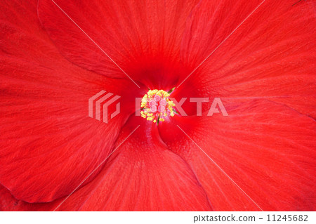 芙蓉鋒 芙蓉鋒 11245682