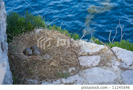 Three seagull eggs in a nest on rocks 11245846