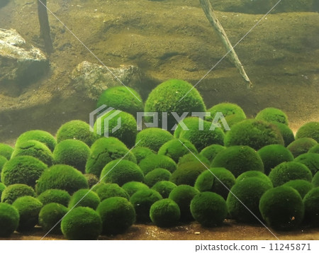 Marimo Marimo 11245871