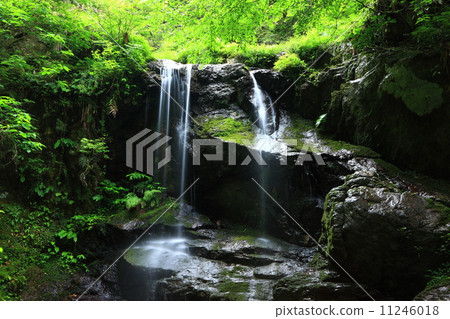 地板尾巴的Mitsubaki 地板尾巴的Mitsubaki 11246018