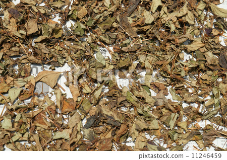 乾燥,製成深棕色茶 乾燥,製成深棕色茶 11246459