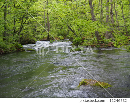 Oirase stream of fresh green Oirase stream of fresh green 11246882