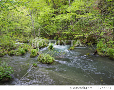 Oirase stream of fresh green 11246885