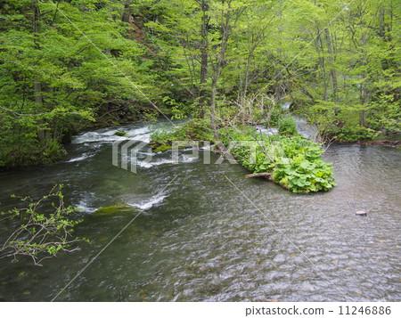 Oirase stream of fresh green 11246886