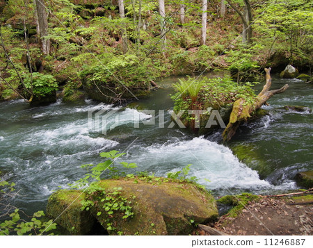 Oirase stream of fresh green 11246887
