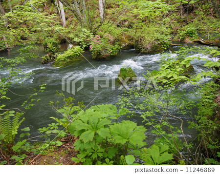 Oirase stream of fresh green 11246889