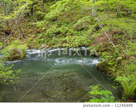 新鮮的綠色Oirase小河 11246890
