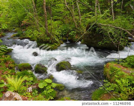 Oirase stream of fresh green Oirase stream of fresh green 11246898