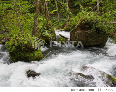 新鮮的綠色Oirase小河 11246899