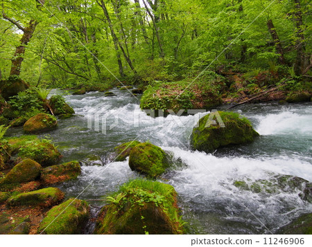 Oirase stream of fresh green 11246906