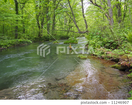 Oirase stream of fresh green 11246907