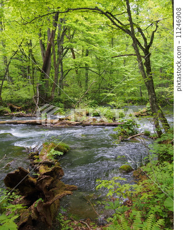 Oirase stream of fresh green 11246908