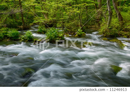 Oirase stream of fresh green 11246913