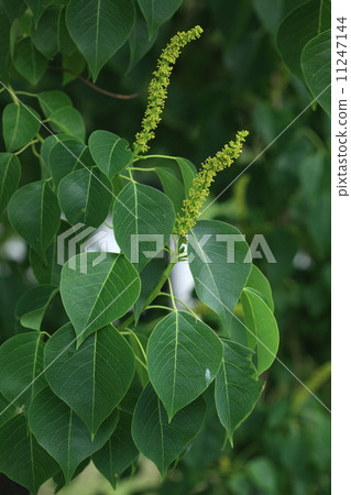 Natural plant Nankinhase ② Natural plant Nankinhase ② 11247144