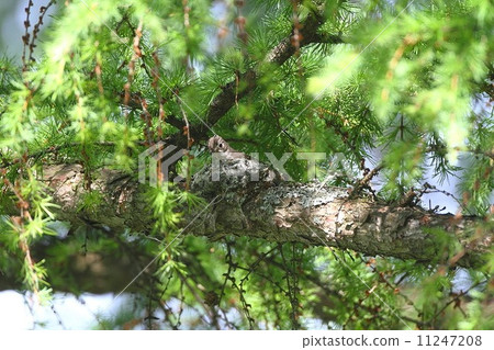 在北海道築巢布朗捕蠅器 在北海道築巢布朗捕蠅器 11247208