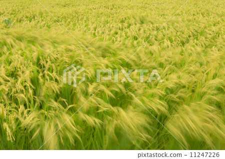 Wind 2 of the Wind 11247226