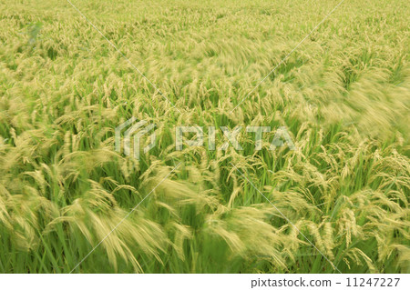 Wind 3 of the Wind 11247227