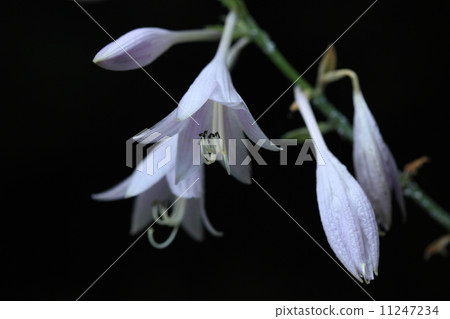 Natural plant Ooba Giboshi, if you eat beautifully in appearance it will be tasty and more medicine 11247234