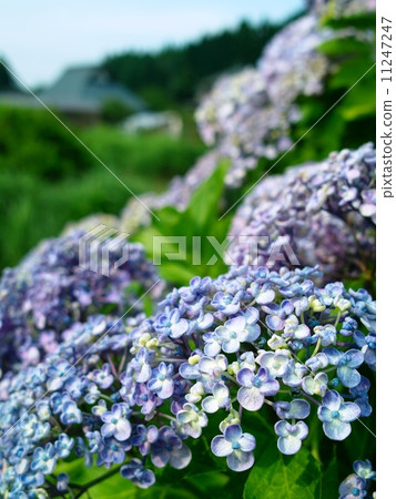 Hydrangea's flowers that are blooming Hydrangea's flowers that are blooming 11247247