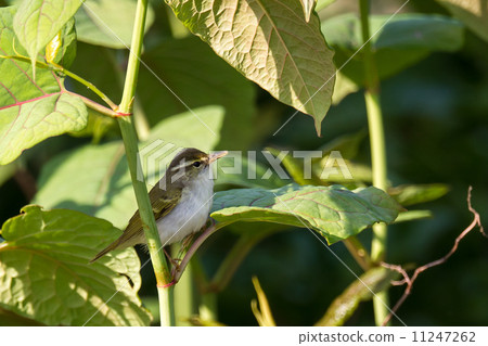 Seddaim的快速 Seddaim的快速 11247262