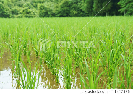 Rice after planting rice 11247326