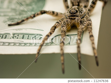 Spyder on money ready for attack 11247636