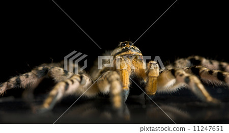 Creepy spider tarantula 11247651
