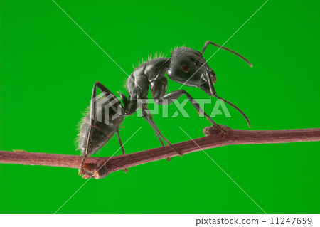 Ant stand on twig Ant stand on twig 11247659
