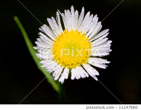 Daisy with droplets Daisy with droplets 11247660