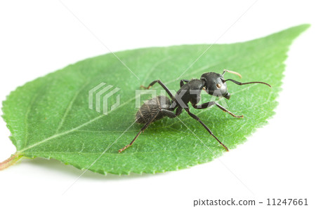 Macro of big ant on leaf 11247661