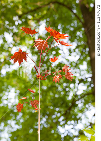 New and old maple tree New and old maple tree 11247672