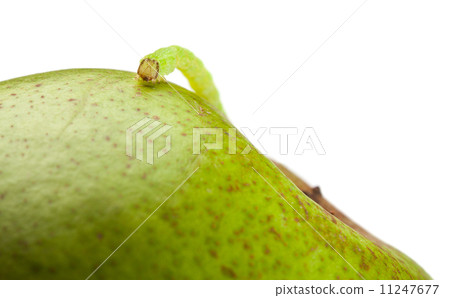 Macro of measuring worm on pear Macro of measuring worm on pear 11247677