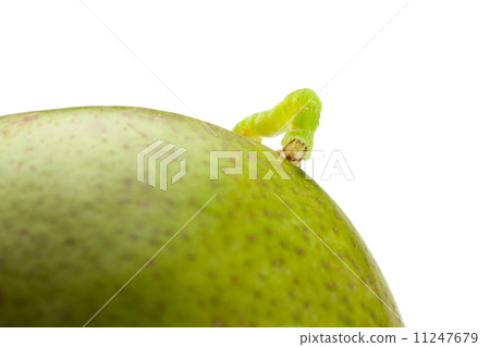 Codling moth caterpillar on pear 11247679