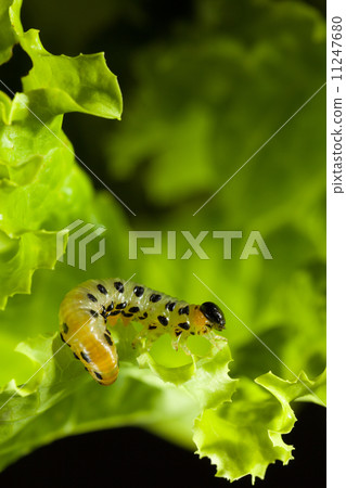 Feeding pest caterpillar Feeding pest caterpillar 11247680