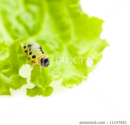 Yellow caterpillar on lettuce leaf 11247681